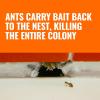 imageTERRO Ant Killer Bait Stations T3003SR  Liquid Bait to Eliminate Ants  18 Count Stations for Effective Indoor Ant Control