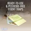 imageTERRO T2900 Pack of 2 Pantry Moth Traps  Traps grain moths flour moths meal moths and seed moths Packaging May Vary
